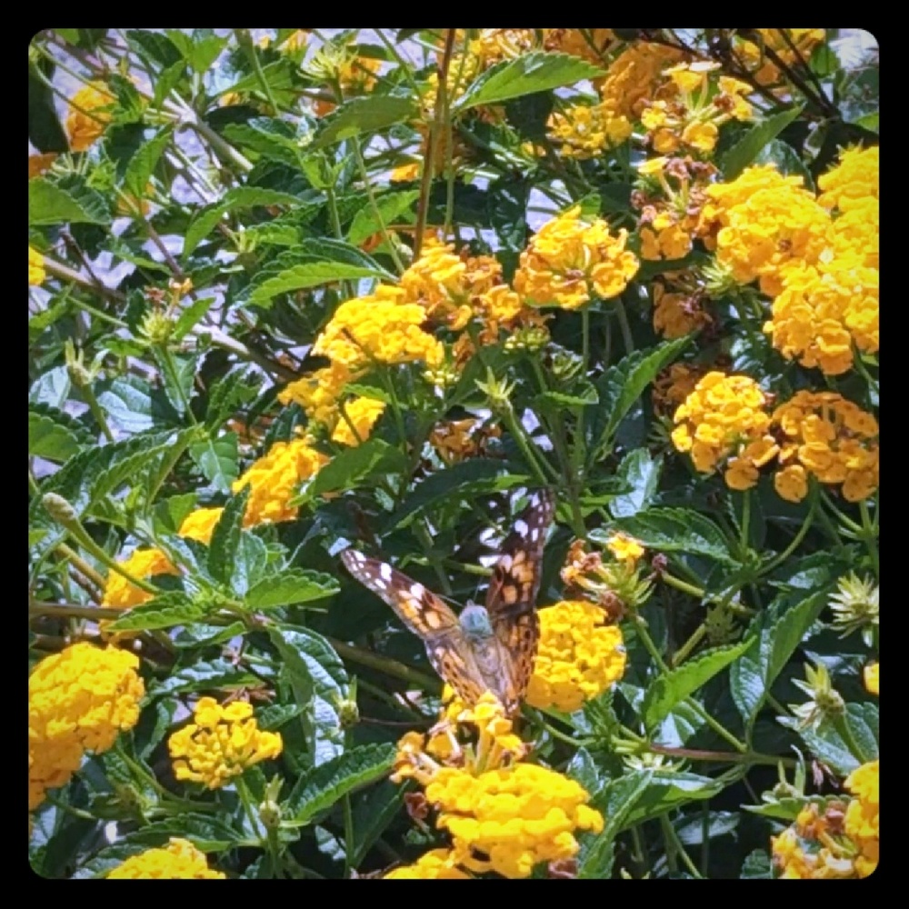 Meet your Posher, Atlani